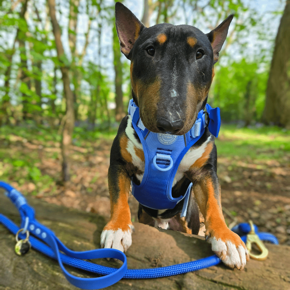 Rope Dog Lead COLOUR DROPS® - Head in the Clouds - Bailey and Coco (UK)