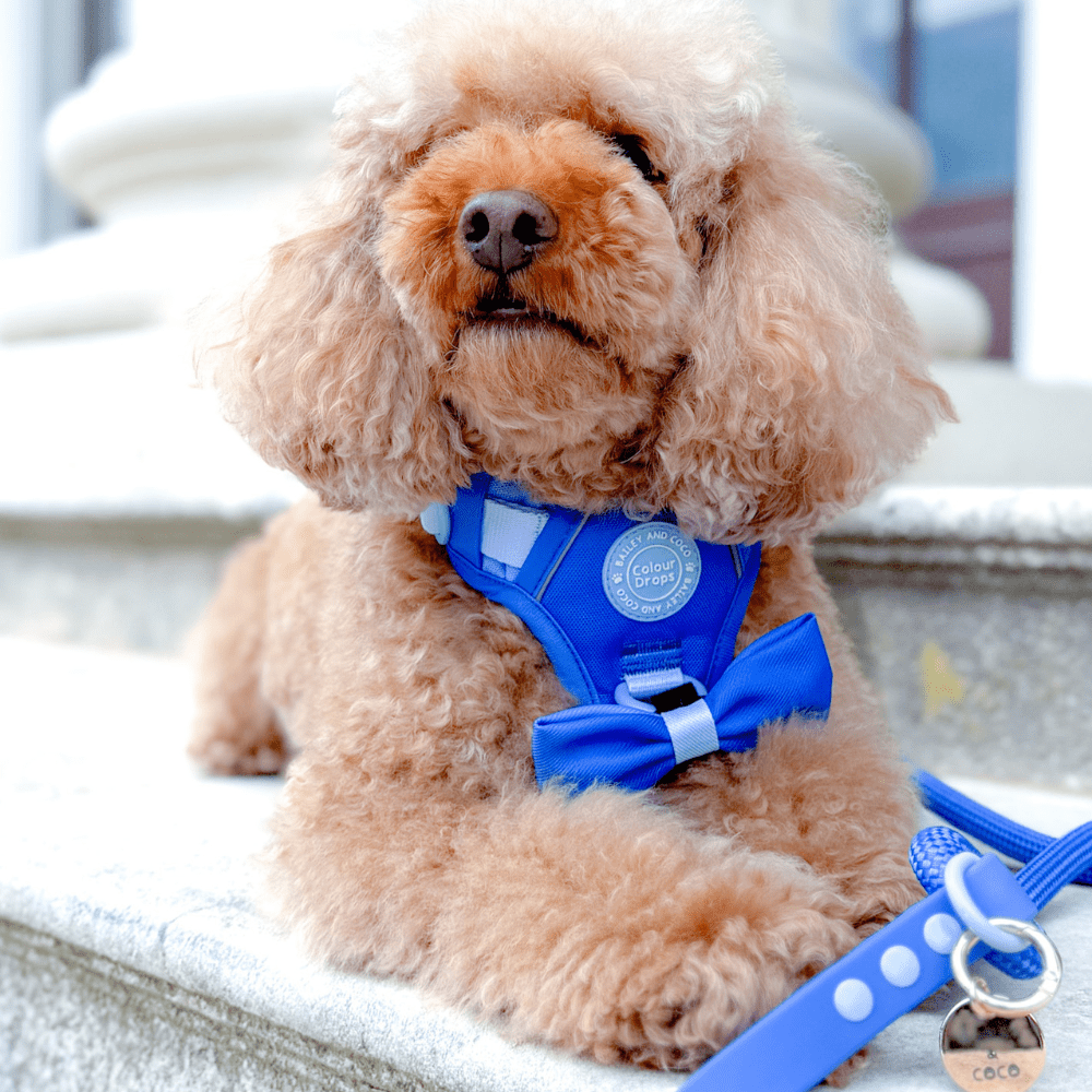 Rope Dog Lead COLOUR DROPS® - Head in the Clouds - Bailey and Coco (UK)