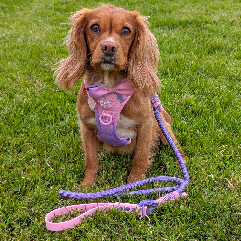 Rope Dog Lead COLOUR DROPS® - Love that for you - Bailey and Coco (UK)