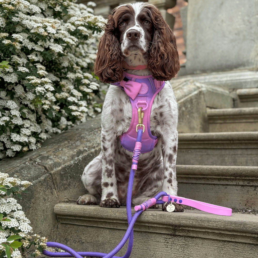 Rope Dog Lead COLOUR DROPS® - Love that for you - Bailey and Coco (UK)