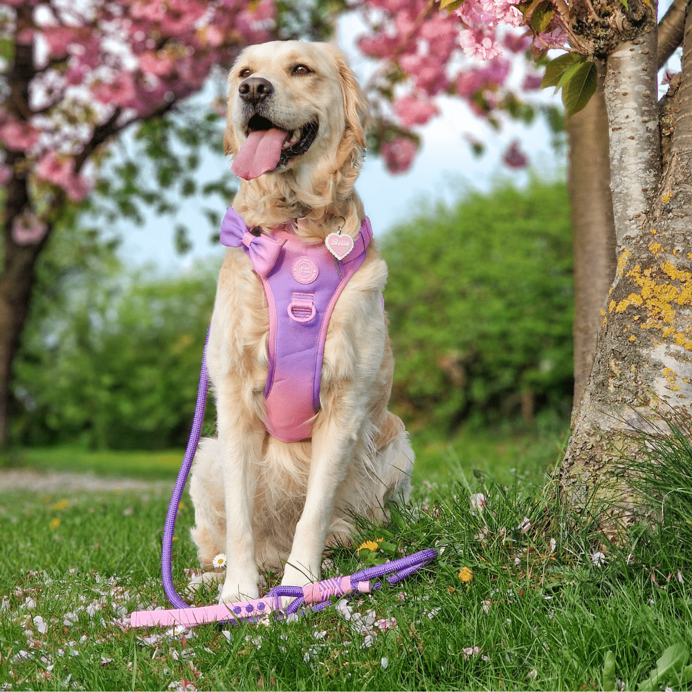 Close-up of the Love That For You rope dog lead showing the double-braided nylon texture and gold hardware detail