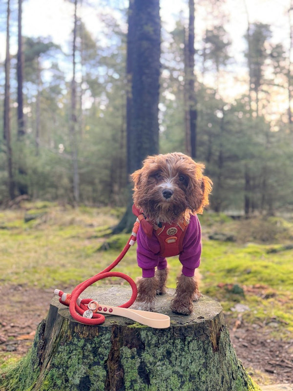 Rope Dog Lead COLOUR DROPS® - Spice it Up - Bailey and Coco (UK)