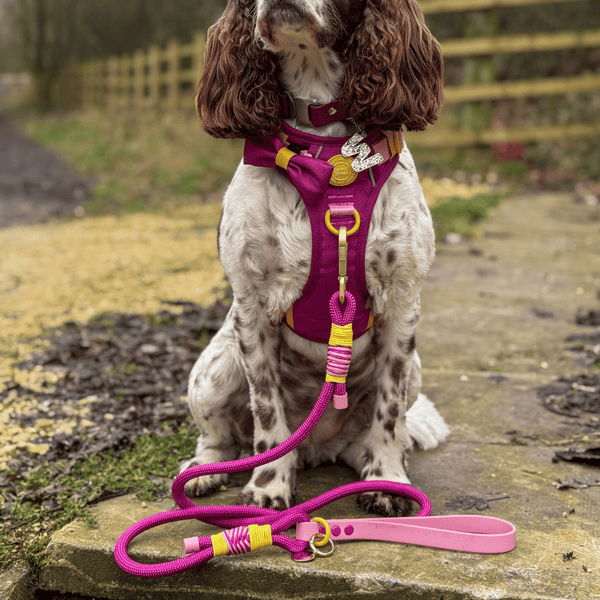 Rope Dog Lead COLOUR DROPS® - We're Jammin' - alternate view