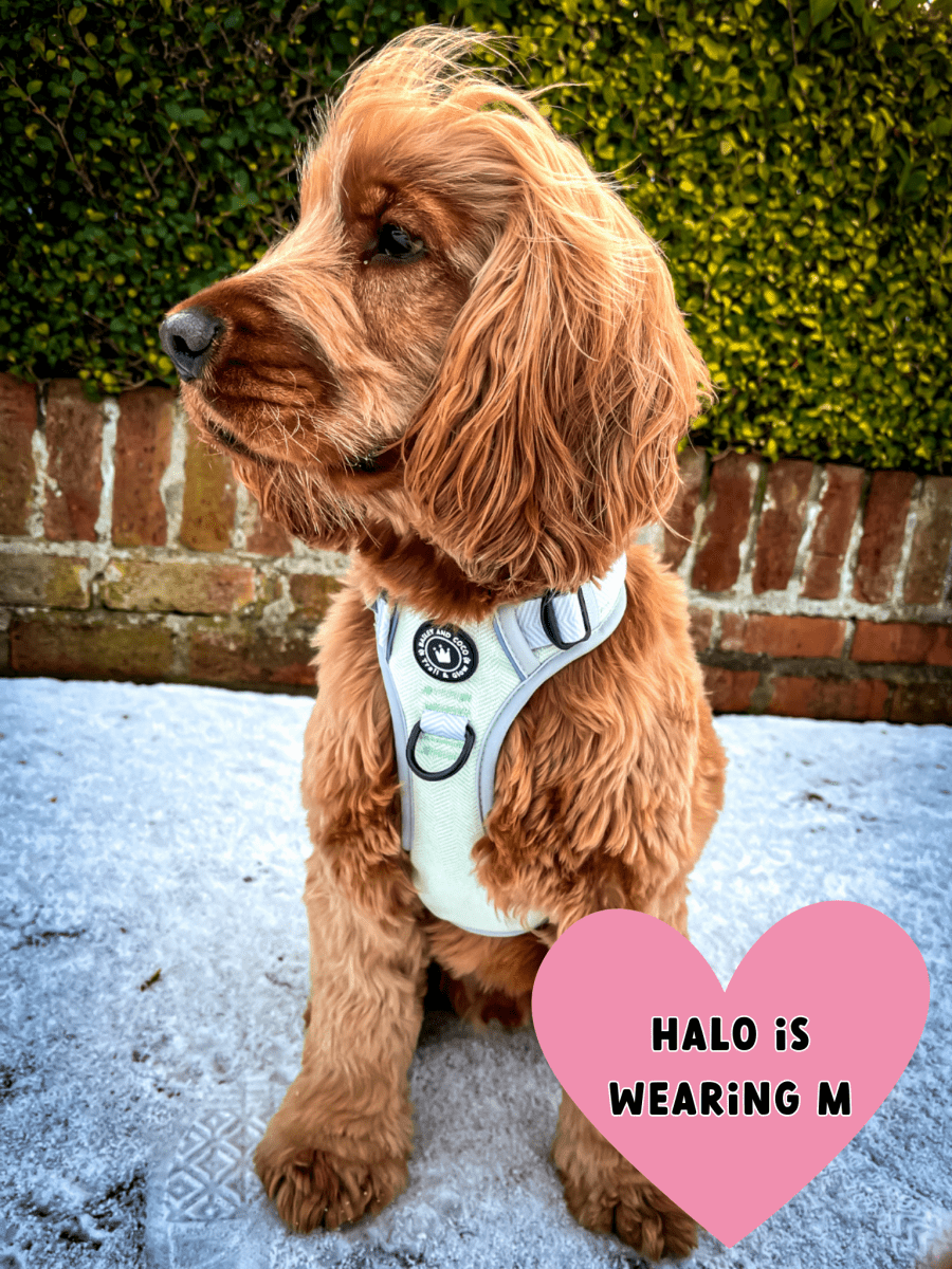 harness for a cocker spaniel