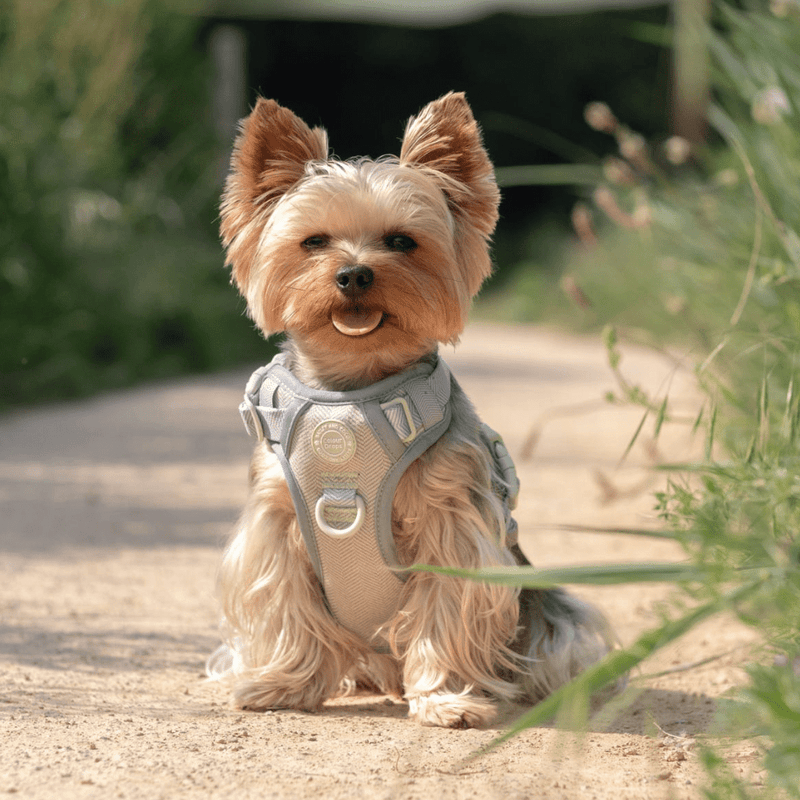 Sage Tweed Adjustable Dog Harness, Lead, Collar & Dog Walking Bag Bundle - Bailey and Coco (UK)