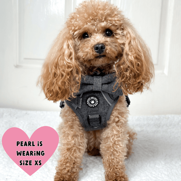 Slate Tweed Adjustable Dog Harness, Lead, Collar & Dog Walking Bag Bundle - alternate view