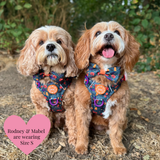 Spellbound Autumn Adjustable Dog Harness, Lead, Collar & Dog Walking Bag Bundle - Bailey and Coco (UK)