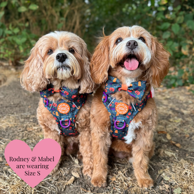 Spellbound Autumn Adjustable Dog Harness, Lead, Collar & Dog Walking Bag Bundle - Bailey and Coco (UK)