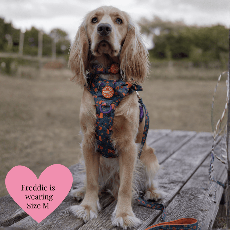 Spellbound Autumn Adjustable Dog Harness, Lead, Collar & Dog Walking Bag Bundle - Bailey and Coco (UK)