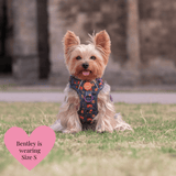 Spellbound Autumn Adjustable Dog Harness, Lead, Collar & Dog Walking Bag Bundle - Bailey and Coco (UK)