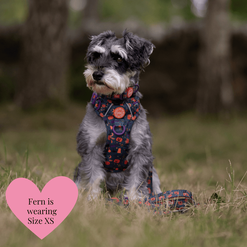 Spellbound Autumn Adjustable Dog Harness, Lead, Collar & Dog Walking Bag Bundle - Bailey and Coco (UK)