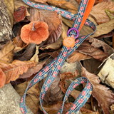Spellbound Autumn Trail & Glow Dog Harness, Lead & Collar Bundle - Bailey and Coco (UK)