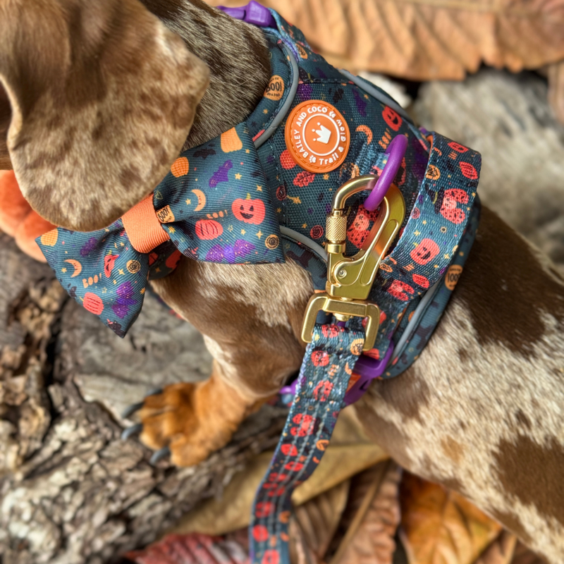 Spellbound Autumn Trail & Glow Dog Harness, Lead & Collar Bundle - Bailey and Coco (UK)