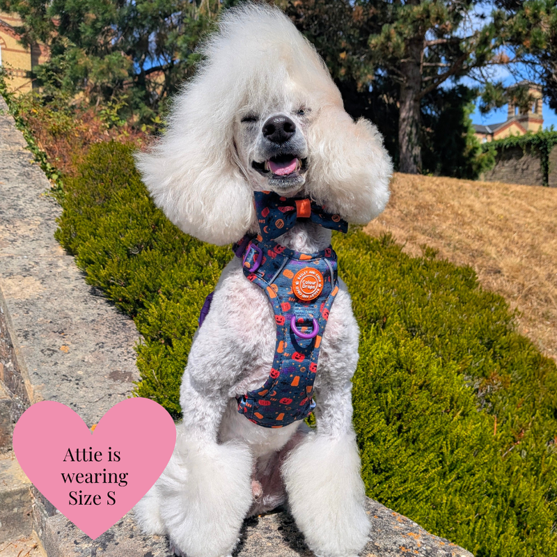 Spellbound Autumn Trail & Glow Dog Harness, Lead & Collar Bundle - Bailey and Coco (UK)