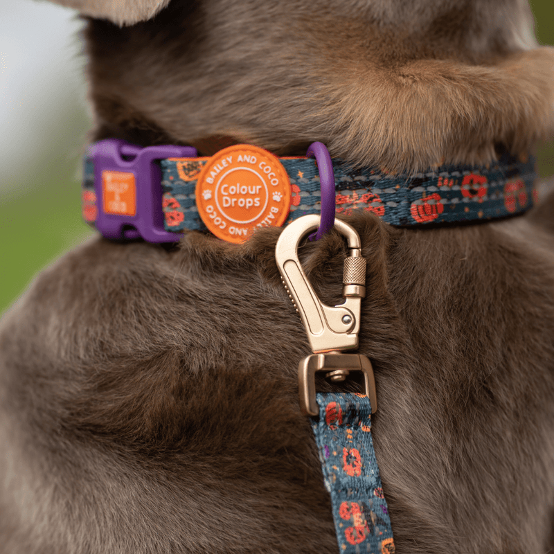 Spellbound Autumn Trail & Glow Dog Harness, Lead & Collar Bundle - Bailey and Coco (UK)
