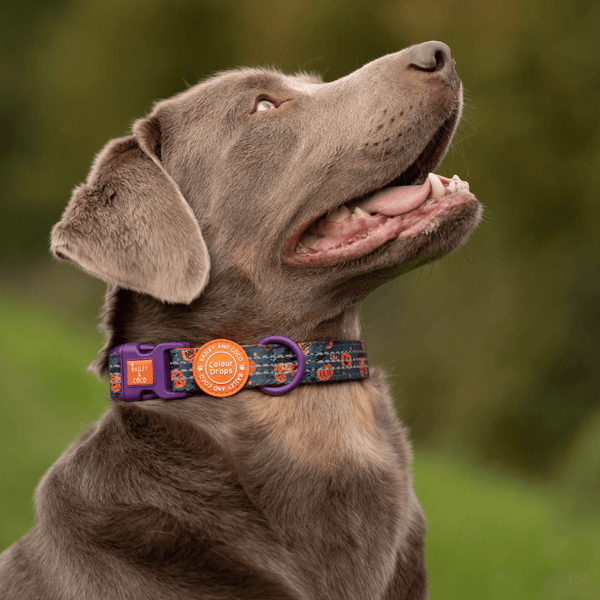 Adjustable Collar - Colour Drops - Spellbound Autumn - alternate view