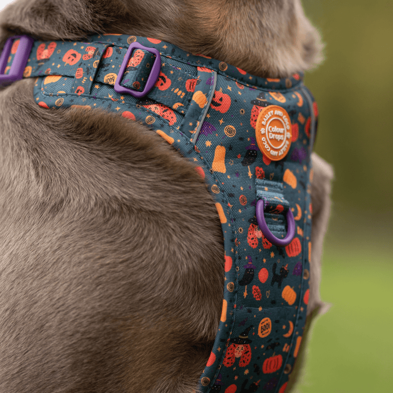 Spellbound Autumn Trail & Glow Dog Harness, Lead & Collar Bundle - Bailey and Coco (UK)