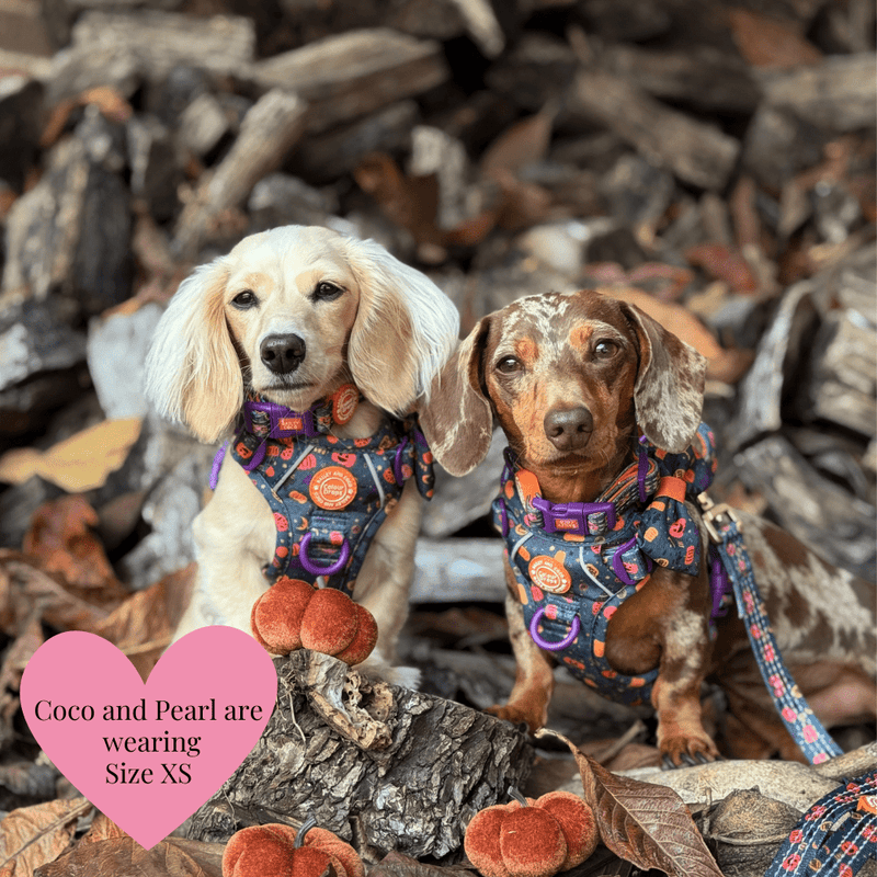 Spellbound Autumn Trail & Glow Dog Harness, Lead & Collar Bundle - Bailey and Coco (UK)