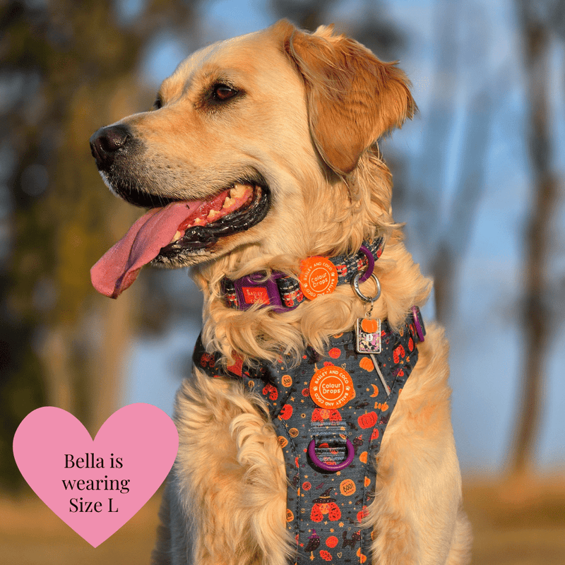 Spellbound Autumn Trail & Glow Dog Harness, Lead & Collar Bundle - Bailey and Coco (UK)