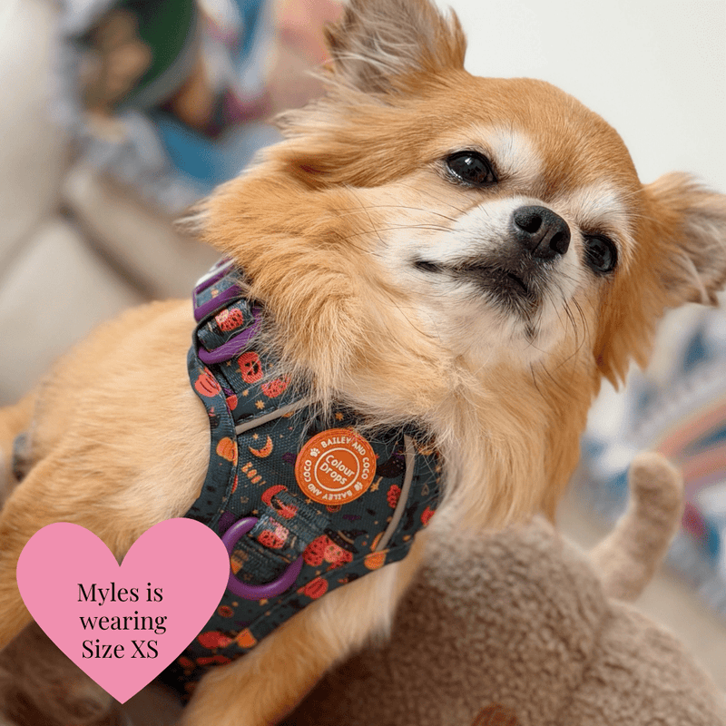 Spellbound Autumn Trail & Glow Dog Harness, Lead & Collar Bundle - Bailey and Coco (UK)
