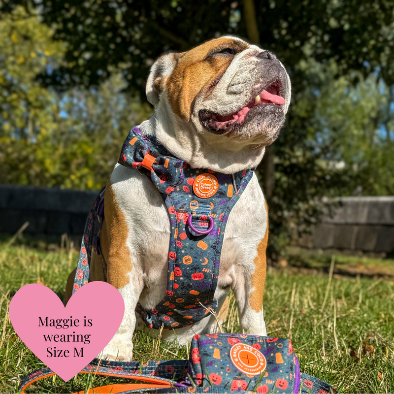 Spellbound Autumn Trail & Glow Dog Harness, Lead & Collar Bundle - Bailey and Coco (UK)