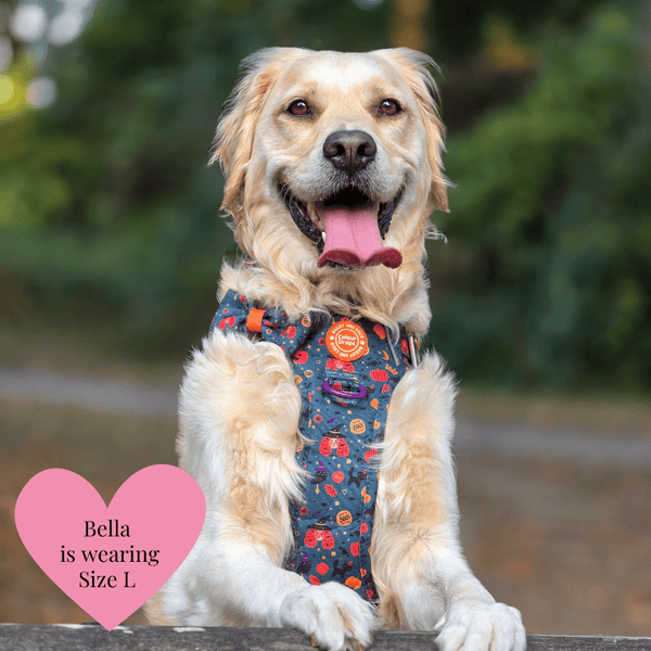 Spellbound Autumn Trail & Glow Dog Harness, Lead & Collar Bundle - alternate view