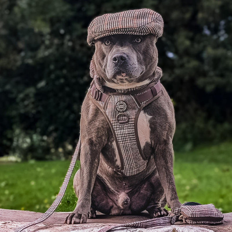 Six sizes. Built for the breeds that break lesser harnesses.