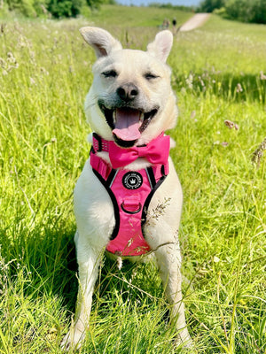 Pink Dog Collar - Trail & Glow® Collar: The Hot Pink One.