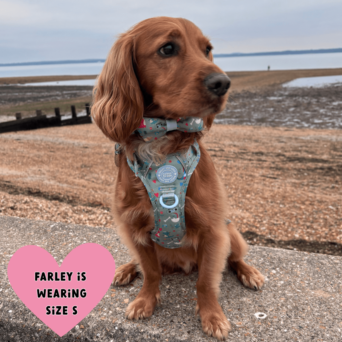 Trail & Glow Adjustable Collar - Colour Drops - Dino Party - Bailey and Coco (UK)