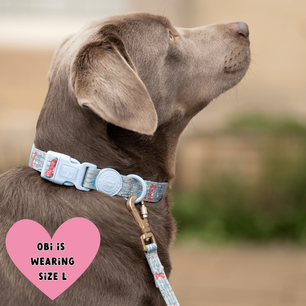 Trail & Glow Adjustable Collar - Colour Drops - Dino Party - Bailey and Coco (UK)