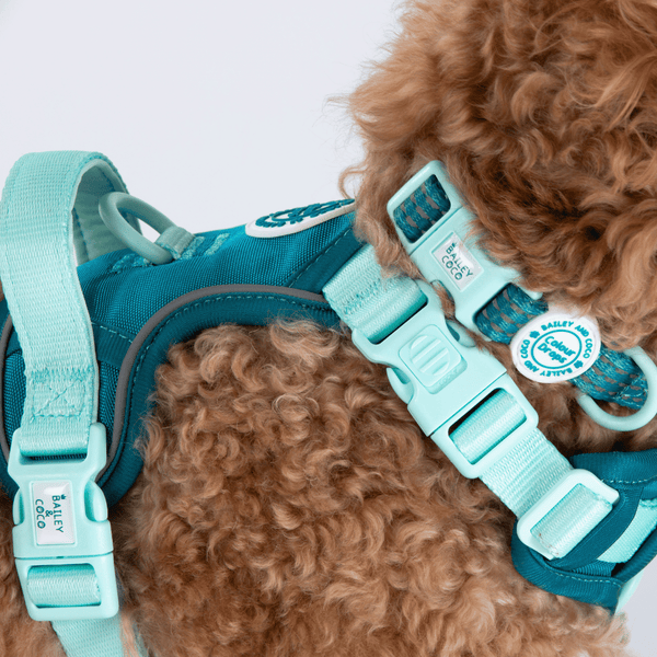 Trail & Glow® Adjustable Collar - COLOUR DROPS® - Ice Teal - alternate view