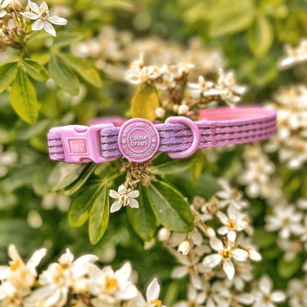 Trail & Glow® Adjustable Collar - COLOUR DROPS® - Love that for you - Bailey and Coco (UK)