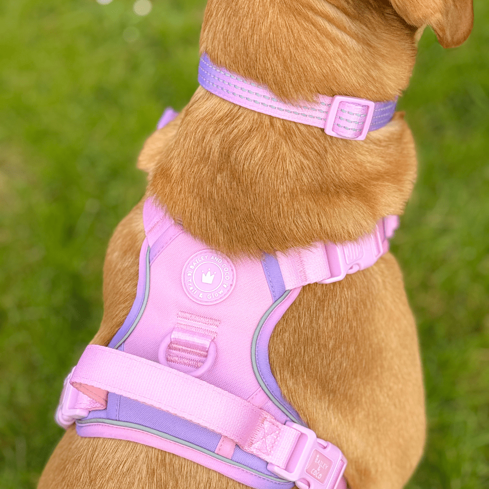 Trail & Glow® Adjustable Collar - COLOUR DROPS® - Love that for you - Bailey and Coco (UK)