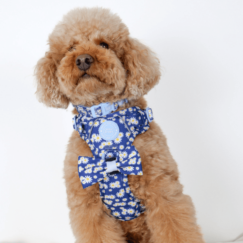 Trail & Glow Adjustable Collar - Colour Drops - Loves me, Loves me not - Bailey and Coco (UK)