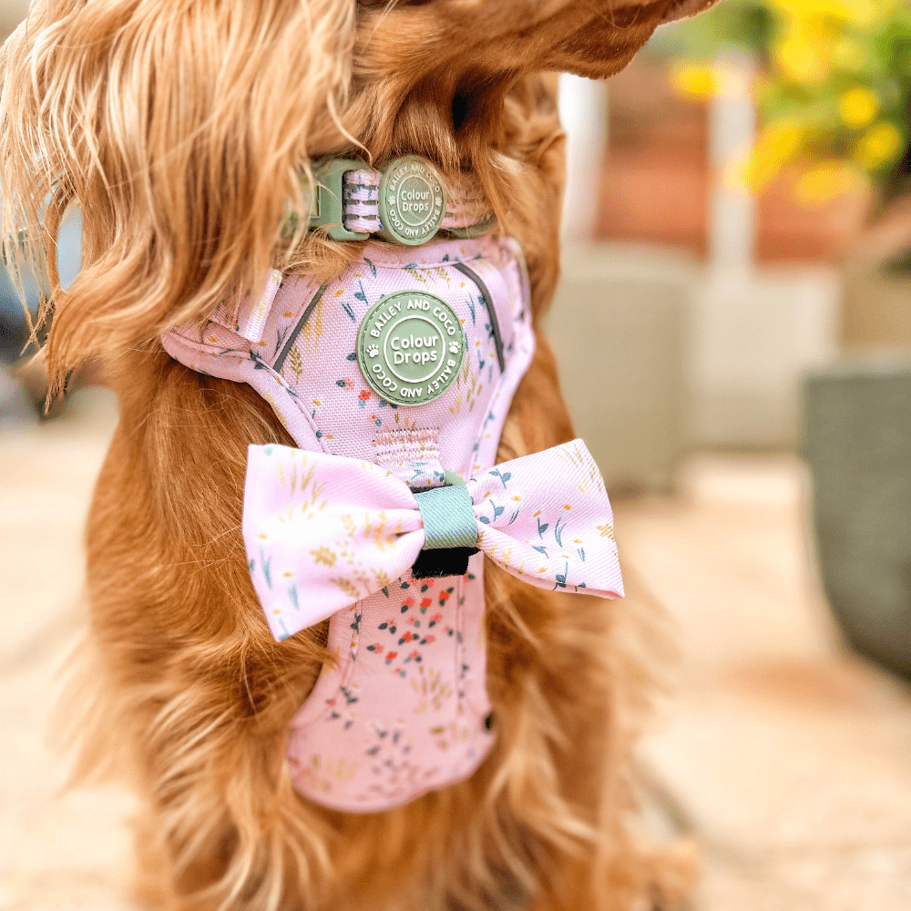 Trail & Glow® Adjustable Collar - COLOUR DROPS® - Pick Me - Bailey and Coco (UK)