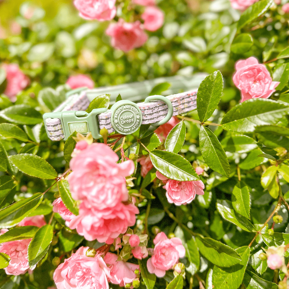 Trail & Glow® Adjustable Collar - COLOUR DROPS® - Pick Me - Bailey and Coco (UK)