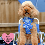 Trail & Glow® Adjustable Collar - COLOUR DROPS® - Pitch, Please - Bailey and Coco (UK)