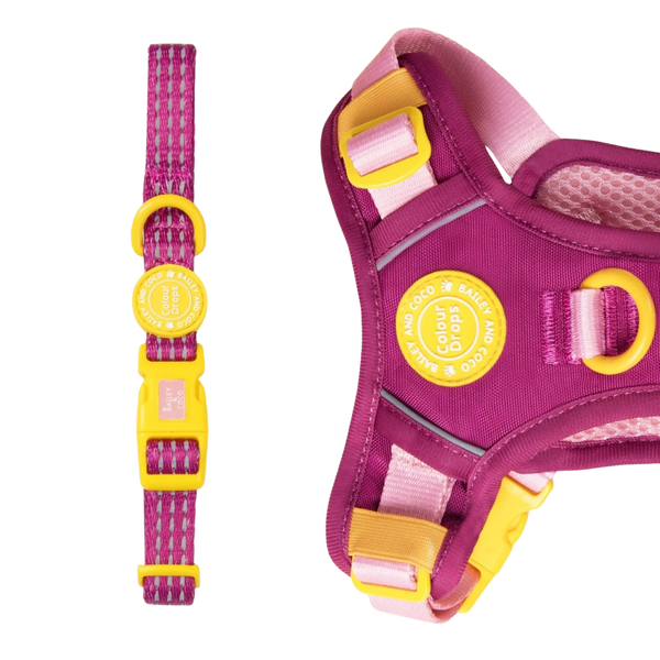 Trail & Glow® Adjustable Collar - COLOUR DROPS® - We're Jammin' - Bailey and Coco (UK)