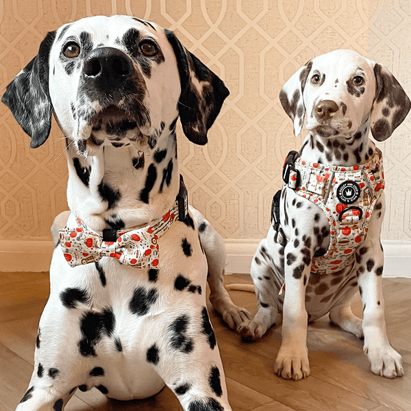 Trail & Glow® Collar - Autumn Magic - alternate view