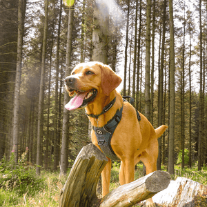 Trail & Glow® Collar - Emerald Teddy - Bailey and Coco (UK)