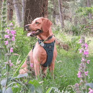 Trail & Glow® Collar - Emerald Teddy - Bailey and Coco (UK)