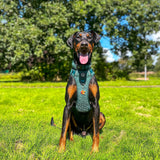 Trail & Glow® Collar - Emerald Teddy - Bailey and Coco (UK)