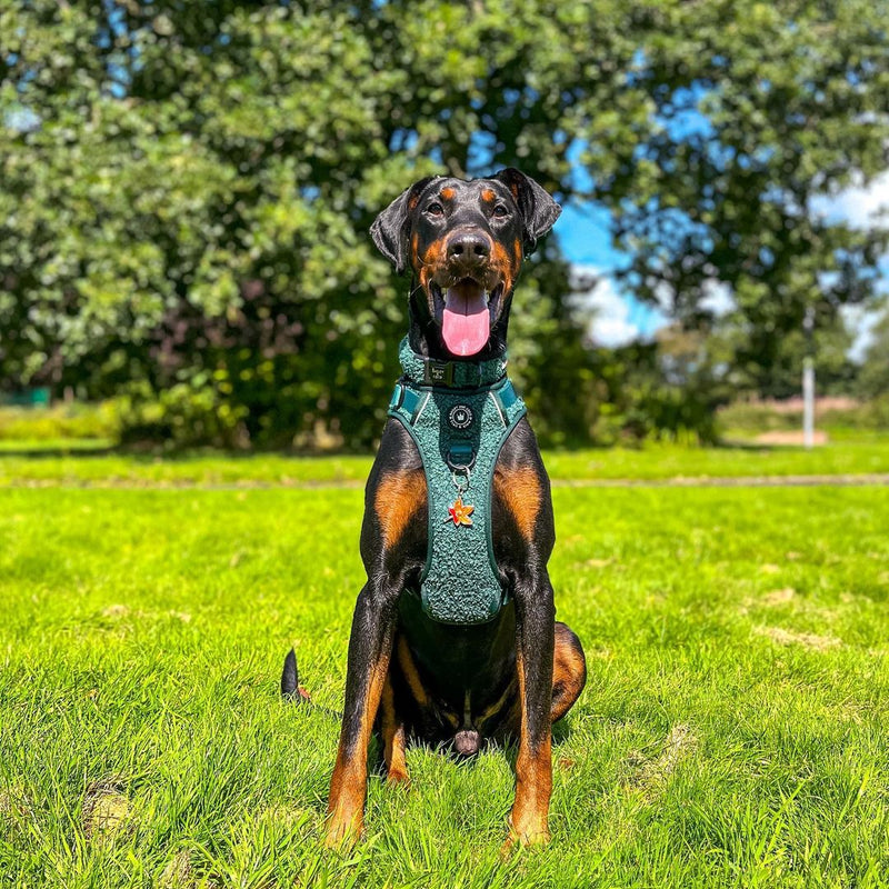 Trail & Glow® Collar - Emerald Teddy - Bailey and Coco (UK)