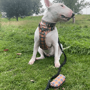 Trail & Glow® Collar - Rustic Tartan - Bailey and Coco (UK)
