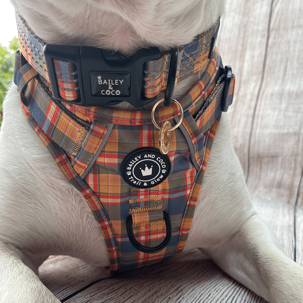 Trail & Glow® Collar - Rustic Tartan - Bailey and Coco (UK)