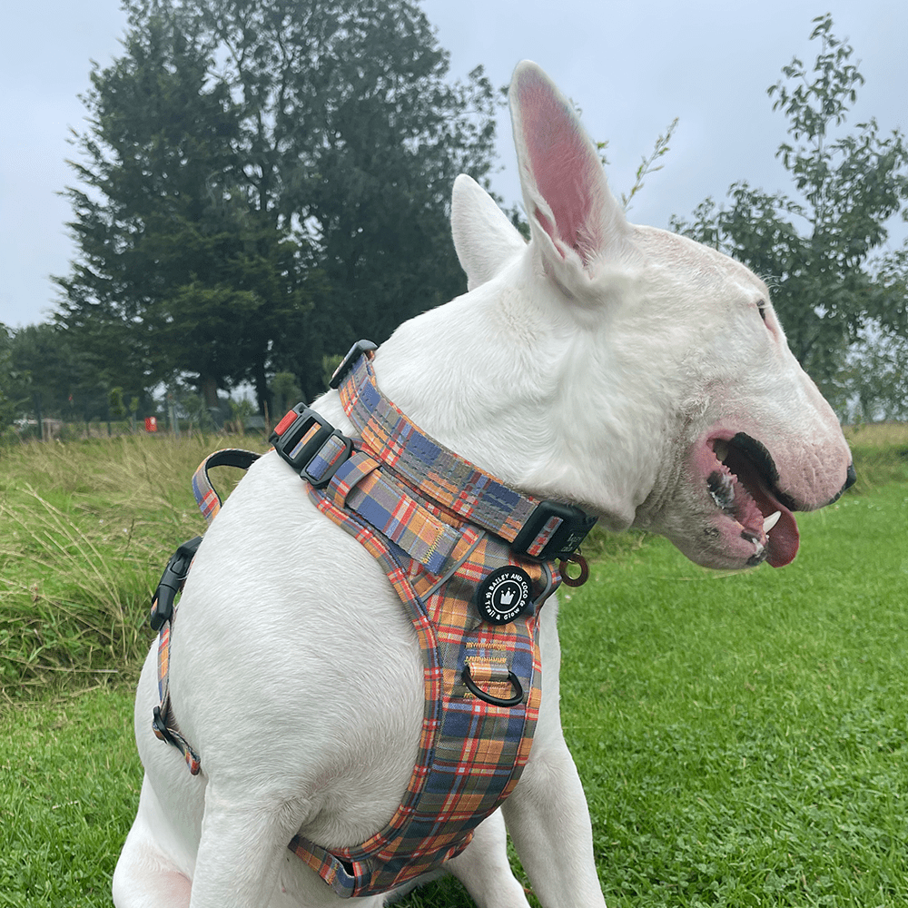 Trail & Glow® Collar - Rustic Tartan - Bailey and Coco (UK)