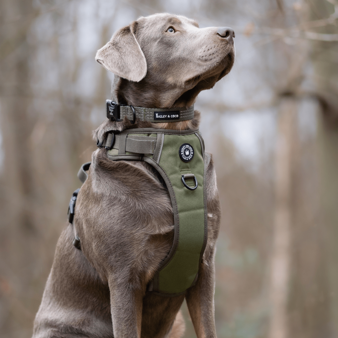 Trail & Glow® Collar - The Khaki One - Bailey and Coco (UK)