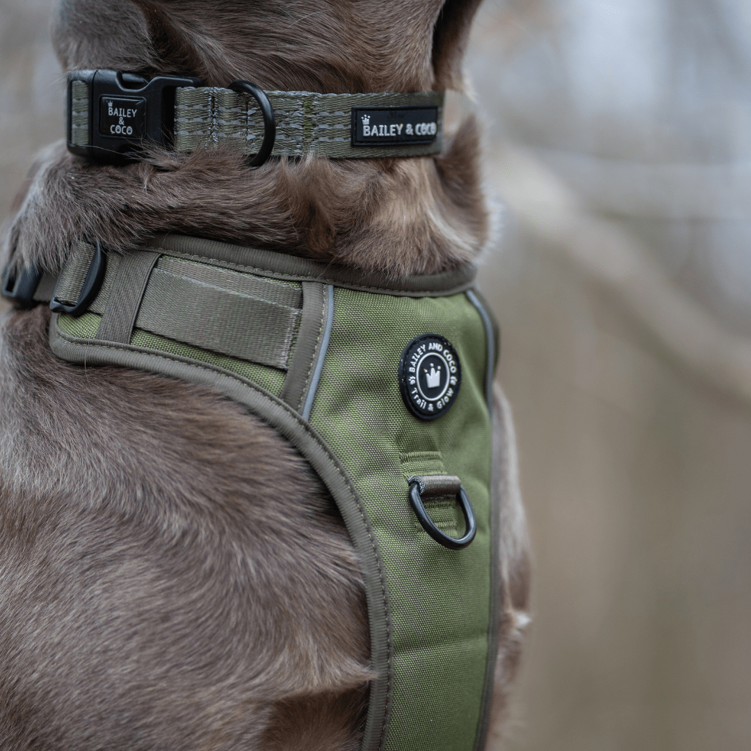 Trail & Glow® Collar - The Khaki One - Bailey and Coco (UK)