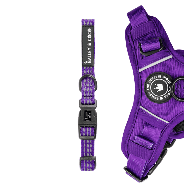 Trail & Glow® Collar - The Royal Purple One - Bailey and Coco (UK)