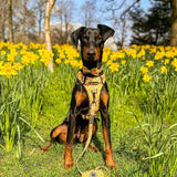 Trail & Glow® Collar - Wanna - Bee - Bailey and Coco (UK)